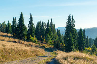 A pathway to the forest in the autumn field