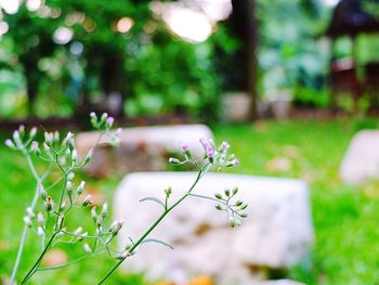 Close-up of white flowering plant