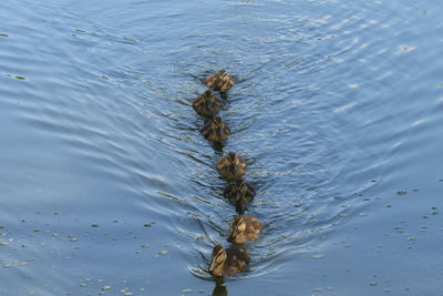 High angle view of turtle in lake