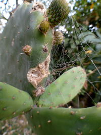 Close-up of succulent plant