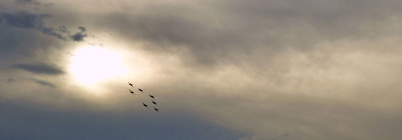 Low angle view of birds flying in sky