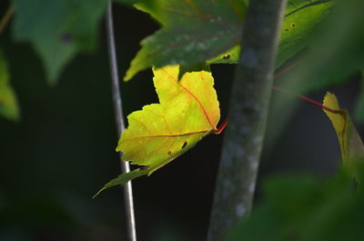 Close-up of yellow leaves on plant during autumn