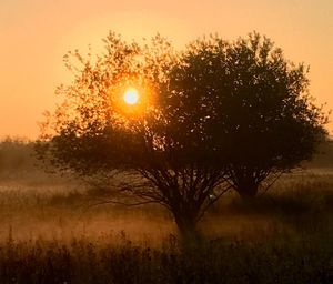 Silhouette trees on field against orange sky