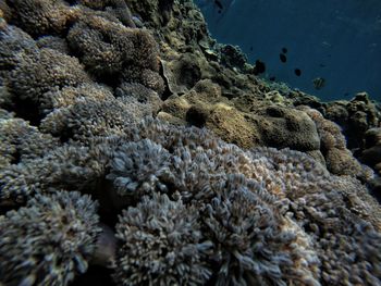 Close-up of coral in sea