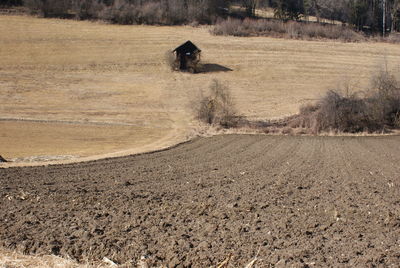 View of horse on field