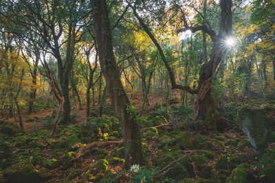 Trees in forest