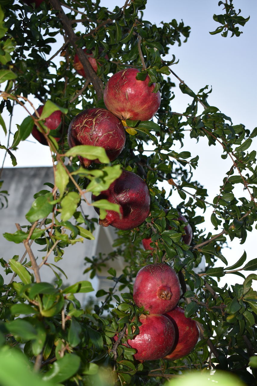 food and drink, food, healthy eating, fruit, plant, tree, freshness, leaf, growth, plant part, wellbeing, branch, nature, produce, red, fruit tree, no people, agriculture, ripe, flower, apple tree, apple - fruit, outdoors, organic, day, hanging, apple, juicy, green, pomegranate, low angle view, close-up