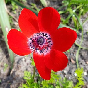 Close-up of red poppy