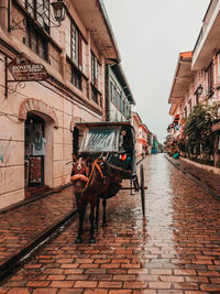 Horse cart on street in city