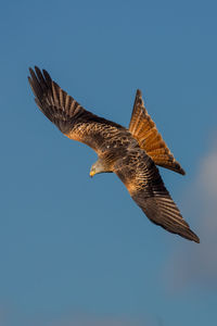 Low angle view of eagle flying against sky