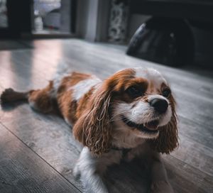 Close-up portrait of dog at home