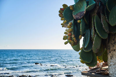Close-up of fruit growing in sea against clear sky