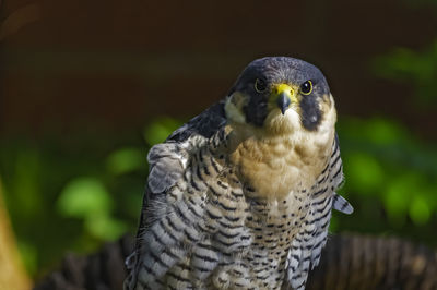 Close-up portrait of red shoulder hawk missing left eye