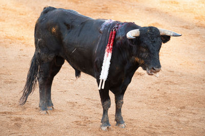 Cow standing on field