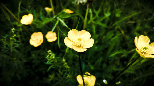 Close-up of flowers blooming outdoors