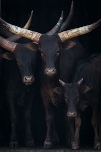 Close-up of bulls in animal pen