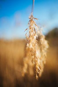 Close-up of stalks in field