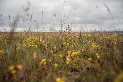 Yellow flowers growing on field against cloudy sky