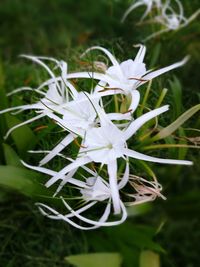 Close-up of white flowers