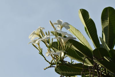 Low angle view of flowering plant against clear sky