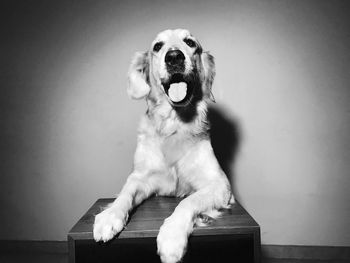 Portrait of dog sitting against gray background