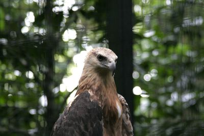 Close-up of eagle in forest