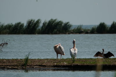 View of birds in lake