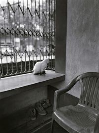 Cat on table against window