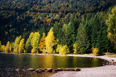 Scenic view of pine trees by lake in forest