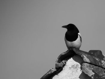 Close-up of bird perching against clear sky