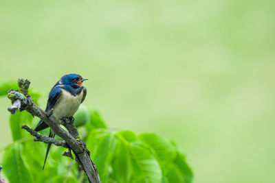 Bird perching on a branch