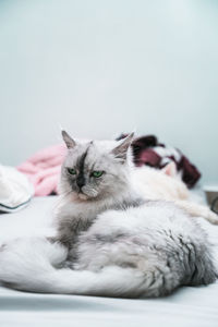 Cat sleeping
