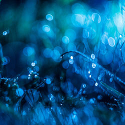 Close-up of dew drops on grass