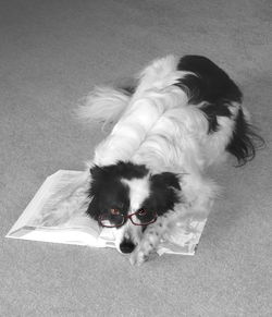 Close-up portrait of dog