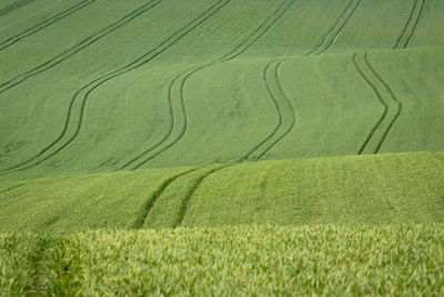 Young green wheat in a wavy and hilly field. agriculture background