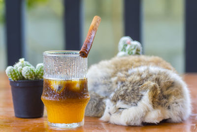 Close-up of a cat with drink on table