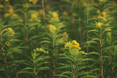 Close-up of yellow flowering plants on field