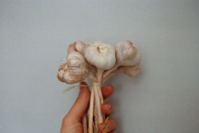 Close-up of hand holding flower over white background