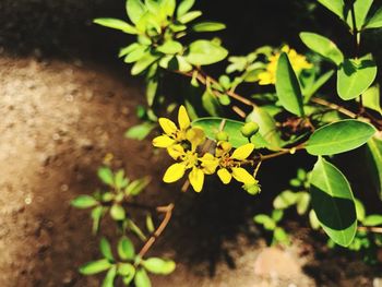 Close-up of insect on plant