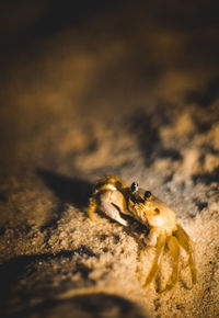 Close-up of spider on sand