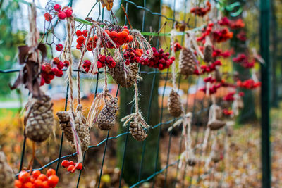 Cones and red dried rowan berries hanging on the fence as part of autumn decoration