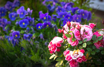 Close-up of pink flowers blooming outdoors