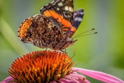 Close-up of butterfly pollinating on flower