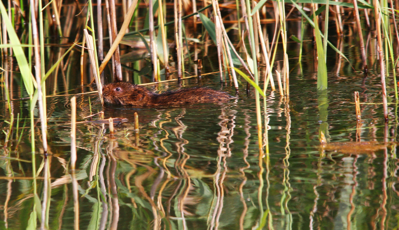 SWIMMING IN LAKE