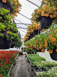 High angle view of flowering plants