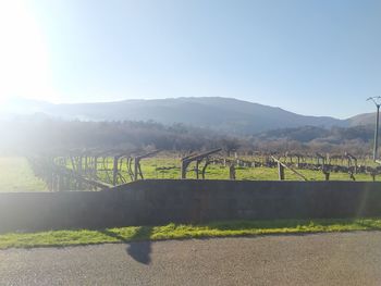 Scenic view of field against clear sky