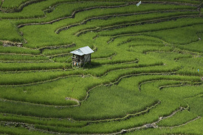 Scenic view of rice paddy