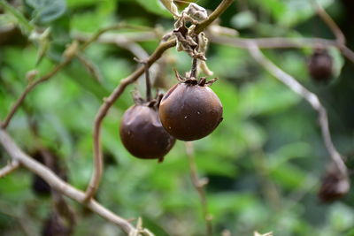 Close-up of berries growing on tree