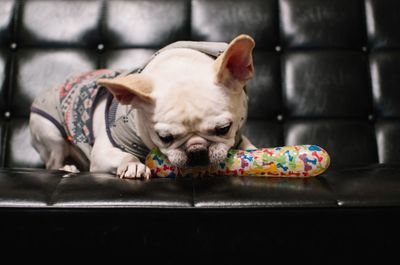 French bulldog holding toy in mouth while sitting on chair