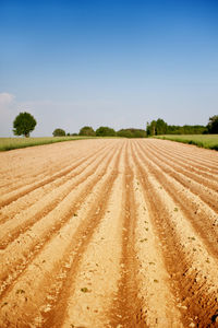 Scenic view of agricultural field against clear sky